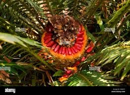 Cycad Seeds